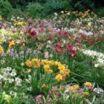 Daylily Garden
