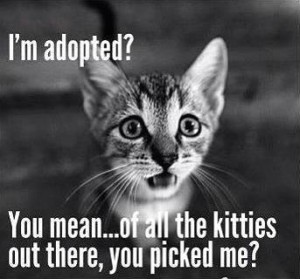 cat adoption