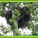 hawk nest