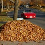 leaf pile