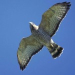 broadwing hawk