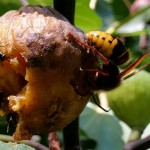 hornet-and-flies-on-figs
