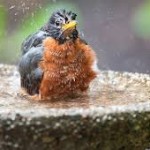 bird-bath
